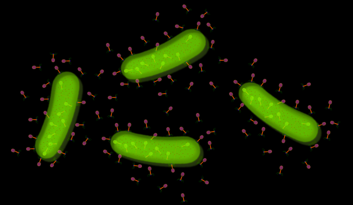 Bacteriófago
