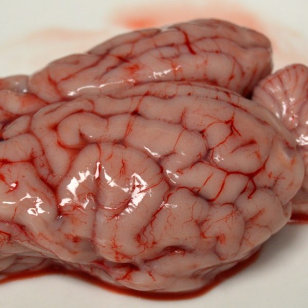 Estudiando el cerebro de un cordero