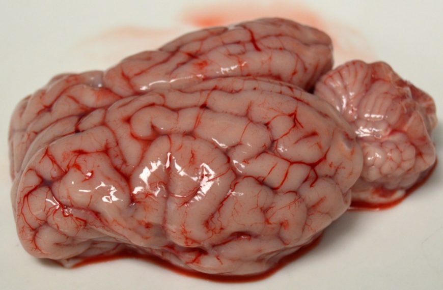 Estudiando el cerebro de un cordero