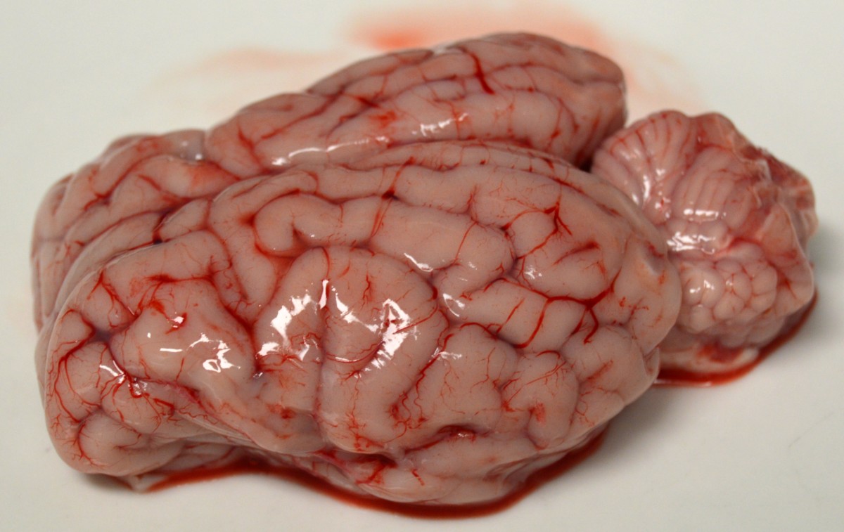 Estudiando el cerebro de un cordero