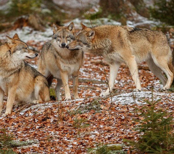 Lobo lobito y la sexta extinción