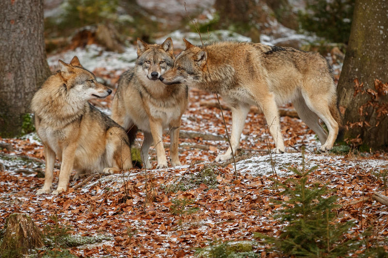 Lobo lobito y la sexta extinción