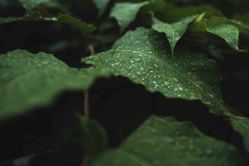 Pago por servicios ecosistémicos, ¿funciona?